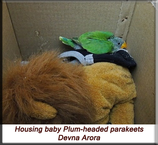 Devna Arora - Housing baby plum-headed parakeets